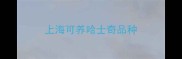 上海可养哈士奇品种