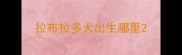 拉布拉多犬出生哪里