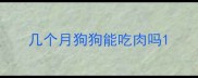 几个月狗狗能吃肉吗