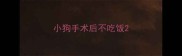 小狗手术后不吃饭