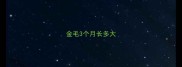 金毛3个月长多大