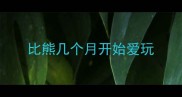 比熊几个月开始爱玩