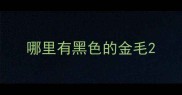 哪里有黑色的金毛