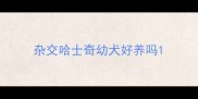 杂交哈士奇幼犬好养吗