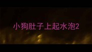 小狗肚子上起水泡