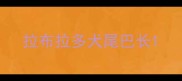 拉布拉多犬尾巴长
