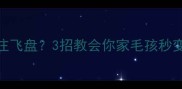 边牧接不住飞盘3招教会你家毛孩秒变飞盘高手
