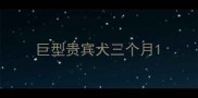 巨型贵宾犬三个月