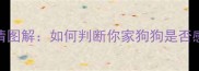 拉布拉多螨虫症状高清图解如何判断你家狗狗是否感染家庭护理全攻略