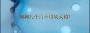 狗狗几个月不用幼犬粮