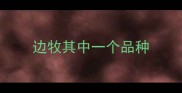 边牧其中一个品种