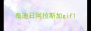 泰迪日阿拉斯加gif