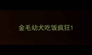 金毛幼犬吃饭疯狂