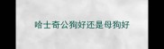 哈士奇公狗好还是母狗好