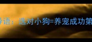 开篇导语选对小狗养宠成功第一步