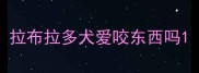 拉布拉多犬爱咬东西吗