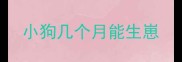 小狗几个月能生崽