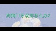 狗狗门牙双排怎么办