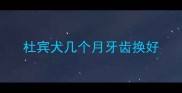杜宾犬几个月牙齿换好