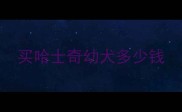 买哈士奇幼犬多少钱