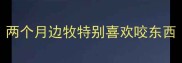 两个月边牧特别喜欢咬东西