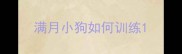 满月小狗如何训练