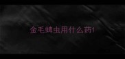 金毛蜱虫用什么药