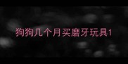 狗狗几个月买磨牙玩具
