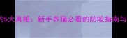猫咪咬人背后的5大真相新手养猫必看的防咬指南与行为矫正方法