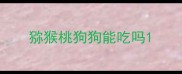 猕猴桃狗狗能吃吗
