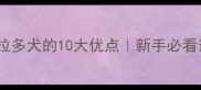 黑色拉布拉多犬的10大优点新手必看选犬指南