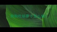 狗狗吃胡萝卜怎么做