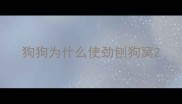 狗狗为什么使劲刨狗窝