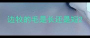 边牧的毛是长还是短