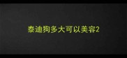 泰迪狗多大可以美容