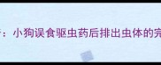 宠物健康科普小狗误食驱虫药后排出虫体的完整处理指南