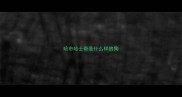 哈市哈士奇是什么样的狗