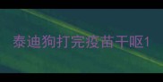 泰迪狗打完疫苗干呕