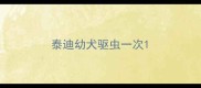 泰迪幼犬驱虫一次