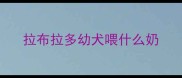 拉布拉多幼犬喂什么奶