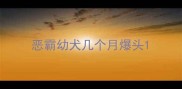 恶霸幼犬几个月爆头