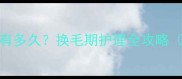 灰泰迪尴尬期有多久换毛期护理全攻略附附赠图片
