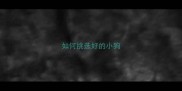 如何挑选好的小狗