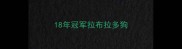 18年冠军拉布拉多狗