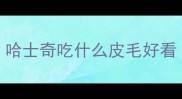 哈士奇吃什么皮毛好看