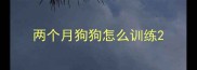 两个月狗狗怎么训练