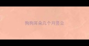 狗狗耳朵几个月竖立