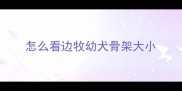 怎么看边牧幼犬骨架大小