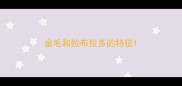 金毛和拉布拉多的特征