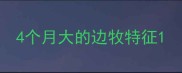 4个月大的边牧特征